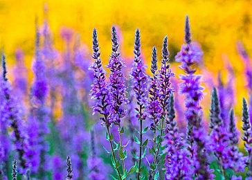 《极限竞速：地平线5》五菱宏光S漂移展示